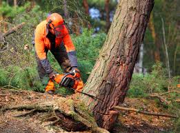 Best Aeration Services  in Villa Park, CA