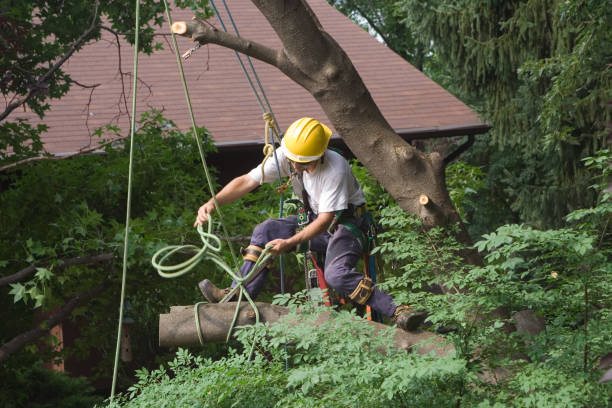 Best Lawn Renovation and Restoration  in Villa Park, CA