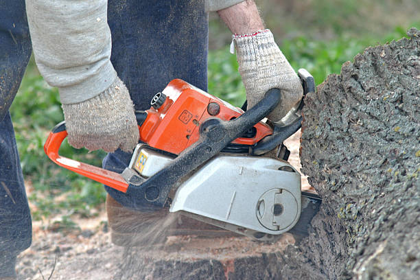 Best Lawn Watering Services  in Villa Park, CA