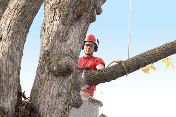 Best Tree Maintenance Programs  in Villa Park, CA